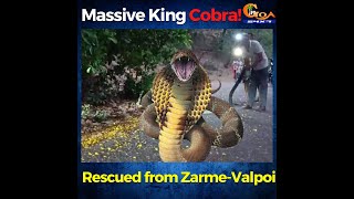 What you'd do if you see this 13ft massive King Cobra!?