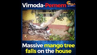 Massive mango tree falls on the house. At Virnoda-Pernem
