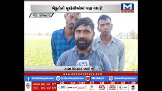 Girsomnath : ખેડૂતોએ ઉનાળુ વાવેતર શરૂ કર્યું | MantavyaNews