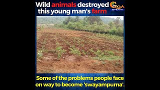 Wild animals destroyed this young man's farm