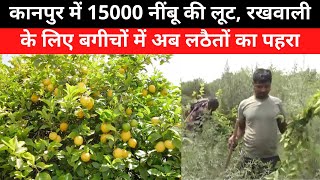 कानपुर में 15000 नींबू की लूट, रखवाली के लिए बगीचों में अब लठैतों का पहरा