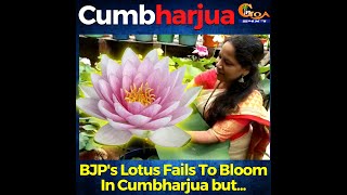 BJP's Lotus Fails To Bloom In Cumbharjua but.. What BJP couldn't do, This woman did!