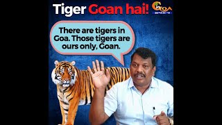 There are tigers in Goa. Those tigers are ours only, Goan: Michael Lobo