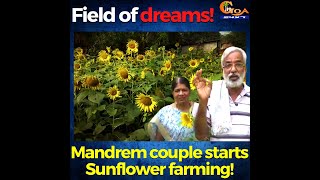 Field of dreams! Mandrem couple starts Sunflower farming!