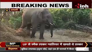 Chhattisgarh News || Dhamtari में हाथियों का आतंक, गांव में दहशत का माहौल