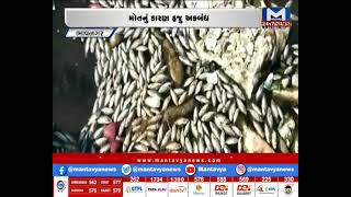Bhavnagar: સિહોરની ગોમતી નદીમાં અસંખ્ય માછલઓ  મોતને ભેટ્યા | MantavyaNews