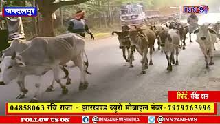 Jagdalpur__विश्व हिंदू परिषद ने गौ तस्करी की सूचना पर 9 मवेशि तस्करों को पकड़ कर पुलिस के हवाले किया|