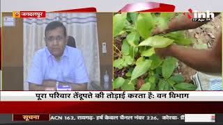 Chhattisgarh News || हरा सोना तेंदूपत्ता की पैदावार शुरू, आदिवासियों की आमदनी का साधन