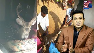 2 Hiran Ghusay Gharo Mein | Awaam Pareshan | Jungle Se Bhaag Ke Aay Janwar | Nellore | SACH NEWS |