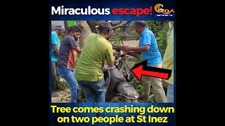 Miraculous escape for two at Panaji St Inez after a huge tree comes crashing down on their scooter!