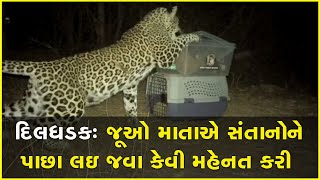 દિલધડકઃ જૂઓ માતાએ સંતાનોને પાછા લઇ જવા કેવી મહેનત કરી #Leopard #Animal