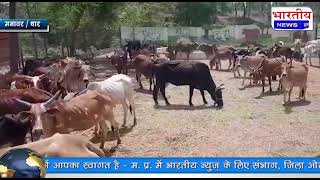 धार : आर्यिका विदुषी पूर्णमति माता जी के 59वे जन्मदिवस पर गौशाला में गायों को भोजन दिया गया। #bn #mp