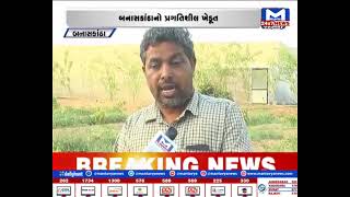 Banskantha : સક્કરટેટીના વાવેતરથી ખેડૂતને લાખોની કમાણી | MantavyaNews