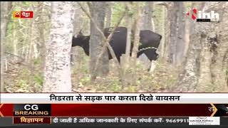 Chhattisgarh News || Pendra, सड़क पार करते दिखे Achanakmar Tiger Reserve के बायसन