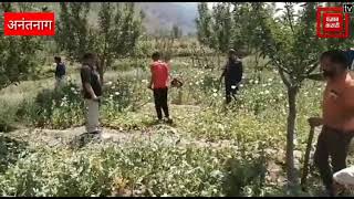 कश्मीर के कोकरनाग में पुलिस,प्रशासन ने अवैध रूप से उगाई जा रही अफीम की फसल नष्ट की