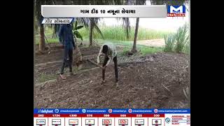 Gir somnathગીરના ગામોમાં જમીનની ચકાસણી | MantavyaNews