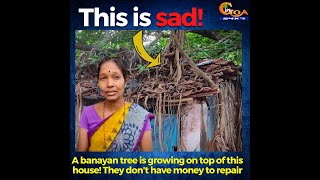 This is sad! A banayan tree is growing on top of this house!