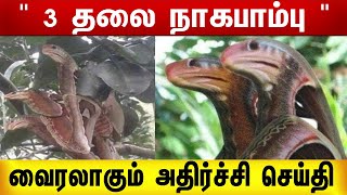 வைரலாகும் 3 தலை நாகத்தின் புகைப்படம் | 3 Head Snake | Attacus Atlus | Butterfly | Tamil Viral Videos