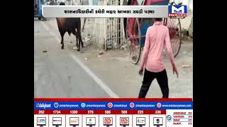 Bhavnagar : શહેરમાં રસ્તે રખડતા આખલાનો આતંક | MantavyaNews