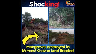 #Shocking! Mangroves destroyed in Merces! Khazan land flooded