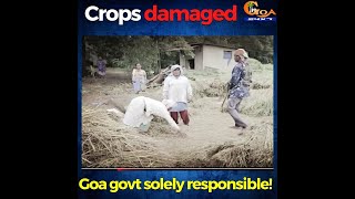 Crop damaged! Goa Govt you are responsible for this! Watch why
