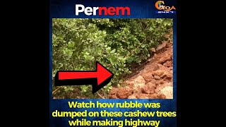 Watch how rubble was dumped on these cashew trees while making highway