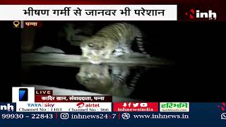 भीषण गर्मी से जानवर भी परेशान, Night Safari के दौरान पानी पीते दिखा बाघ