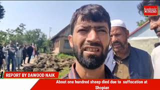 About one hundred sheep died due to  suffocation at Shopian