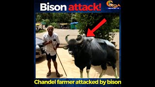 Bison attacks farmer in Chandel. Bison menace worries Pernem farmers