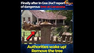 Finally after In Goa 24x7 report of dangerous tree at Canacona. Authorities wake up! Remove the tree