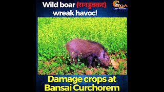 Wild boar (रानडुक्कर) wreak havoc! Damage crops at Bansai Curchorem