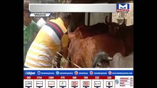 Jamnagar : પશુઓમાં લંપી વાયરસનો કહેર | MantavyaNews
