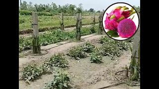 कैंसर से भी नहीं हारे किसान गया प्रसाद, बाराबंकी में ड्रैगन फ्रूट की खेती के बने 'जनक'