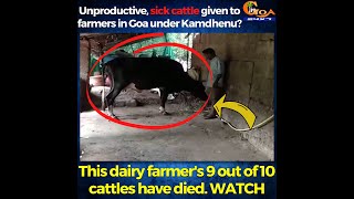Unproductive, sick cattle given to farmers in Goa under Kamdhenu?