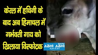 केरल में हथिनी के बाद अब हिमाचल में गर्भवती गाय को खिलाया विस्फोटक
