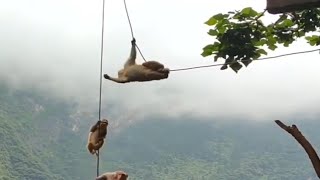 Cute baby monkeys sports show || বান্দৰ পৰিয়ালৰ ধেমালি