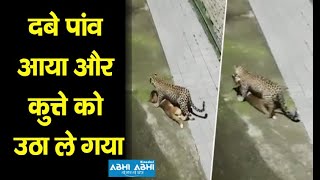 Leopard attacked dog