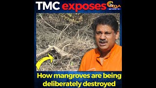 TMC exposes how mangroves are being deliberately destroyed.