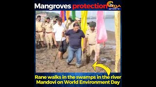 Rane walks into swamps in river Mandovi where forest dept will plant 1500 mangroves.