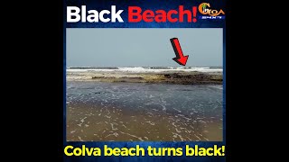 Shocking! Colva beach turns black!