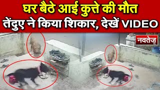 घर बैठे आई कुत्ते की मौत, तेंदुए ने किया शिकार, देखें VIDEO