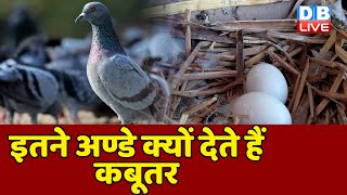 जाबांज पक्षी कबूतर से इतनी नफरत क्यों? The city pigeon: Friend or foe? #DBDW | #ecoindia #dblive