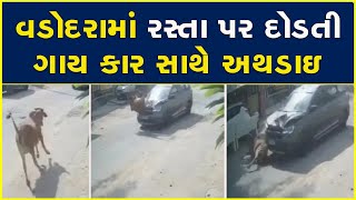 વડોદરામાં રસ્તા પર દોડતી ગાય કાર સાથે અથડાઇ #Cow #Vadodara #Gujarat