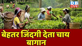 Assam में है दुनिया का First carbon neutral tea estate | #DBDW | #ecoindia | #dblive #breakingnews