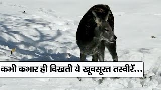 | Himalayan Musk Deer | Lahaul Valley | Wildlife In Lahaul |