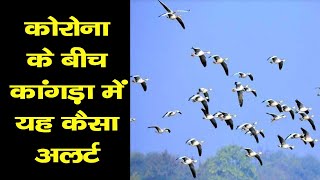 | Deaths | Migratory Birds | Pong Lake | Alert Zone |