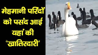 | Migratory Birds | Coming | Govind Sagar Lake | Swan River |