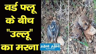 Owl Species | Found Dead | Gohar |