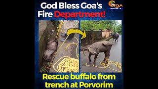 God Bless Goa's Fire Department! Rescue buffalo from trench at Porvorim
