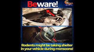 #Beware! Rodents might be taking shelter in your vehicle during monsoons!